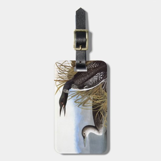 Audubon: Gemeiner Loon Gepäckanhänger (Vorderseite vertikal)