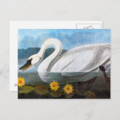 Audubon: Gemeiner Schwan Postkarte (Vorne/Hinten)