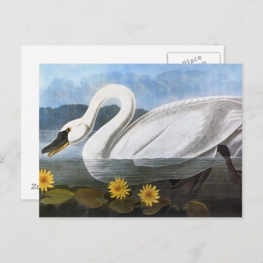 Audubon: Gemeiner Schwan Postkarte (Vorne/Hinten)