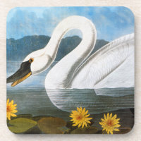 Audubon: Gemeiner Schwan