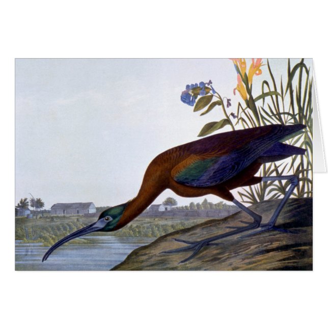 Audubon: Glattes IBIS (Vorderseite (Horizontal))