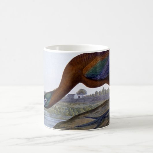 Audubon: Glattes IBIS Kaffeetasse (Mittel)