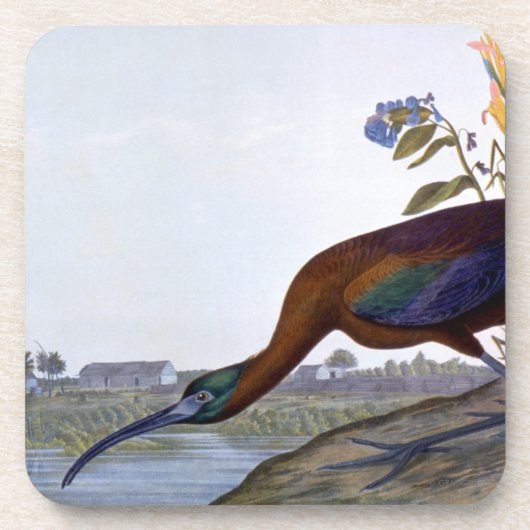 Audubon: Glattes IBIS Untersetzer (Vorderseite)
