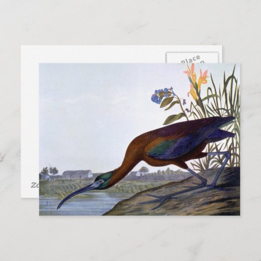 Audubon: Glossy Ibis Postkarte (Vorne/Hinten)