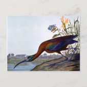 Audubon: Glossy Ibis Postkarte (Vorderseite)