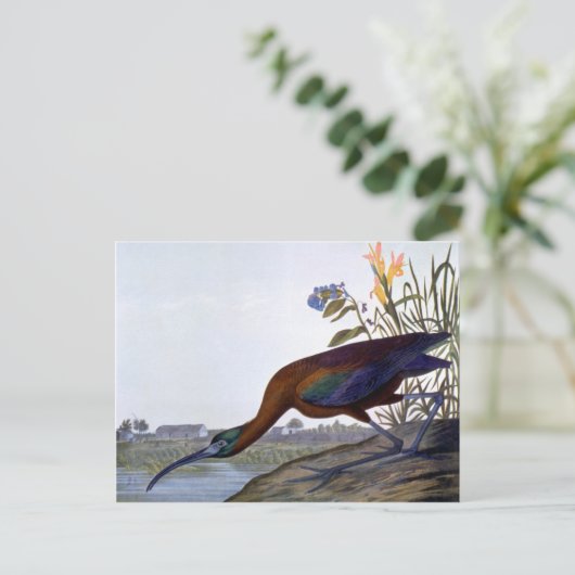 Audubon: Glossy Ibis Postkarte (Stehend Vorderseite)