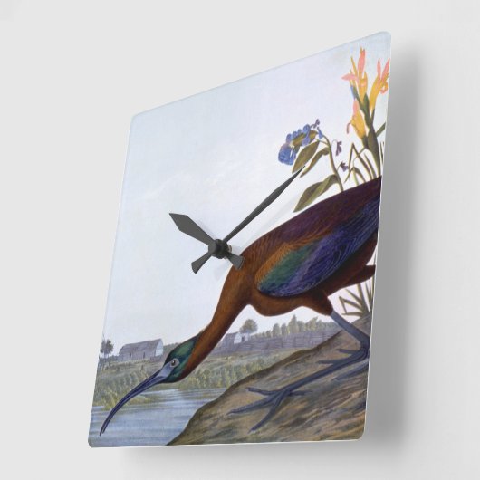 Audubon: Glossy Ibis Quadratische Wanduhr (Winkel)