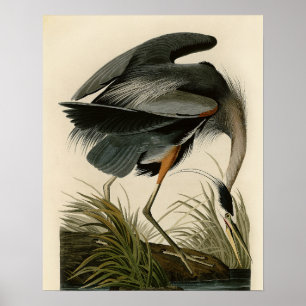 Audubon Graureiher-Marsch-Vogel Poster