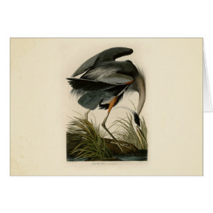 Audubon Graureiher Sumpfvogel