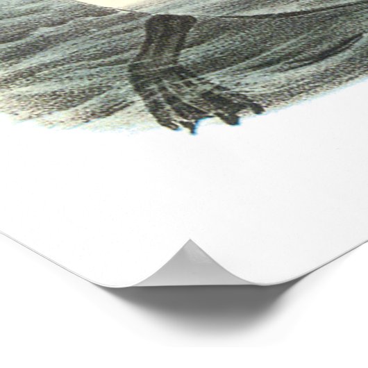 Audubon Great Auk Poster (Ecke)