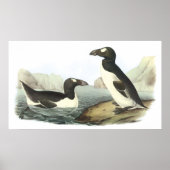 Audubon Great Auk Poster (Vorne)