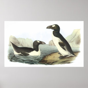 Audubon Great Auk Poster