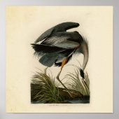 Audubon Great Blue Heron Birds Poster (Vorne)