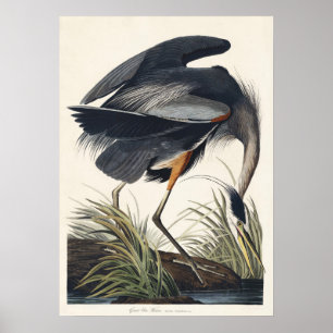 Audubon Great Blue Heron Feuchtgebiet Majestät Poster