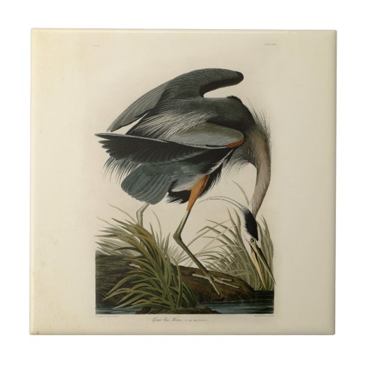 Audubon Great Blue Heron Marsh Bird Fliese (Vorderseite)