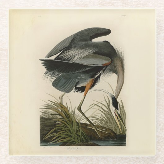 Audubon Great Blue Heron Marsh Bird Glasuntersetzer (Vorderseite)