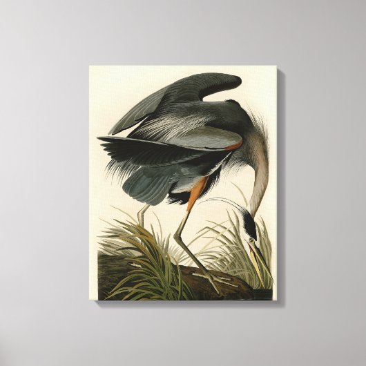 Audubon Great Blue Heron Marsh Bird Leinwanddruck (Vorderseite)