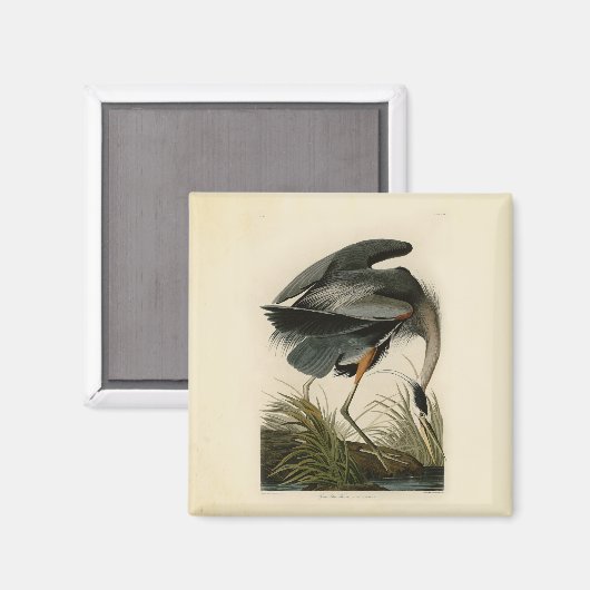 Audubon Great Blue Heron Marsh Bird Magnet (Vorderseite/Rückseite)
