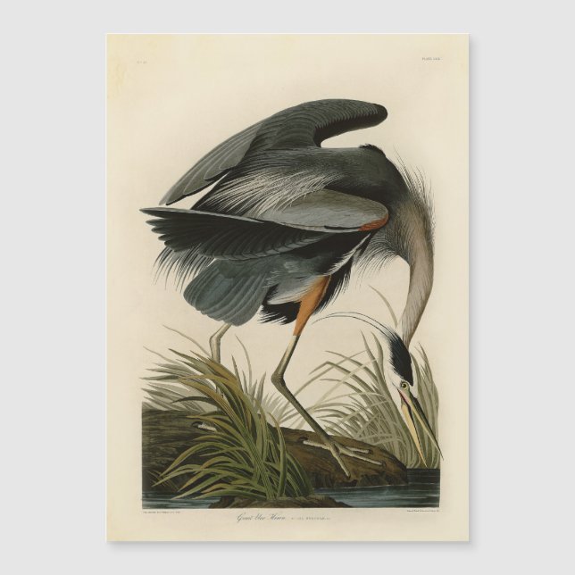 Audubon Great Blue Heron Marsh Bird Magnetkarte (Vorderseite)
