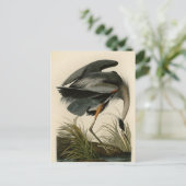 Audubon Great Blue Heron Marsh Bird Postkarte (Stehend Vorderseite)