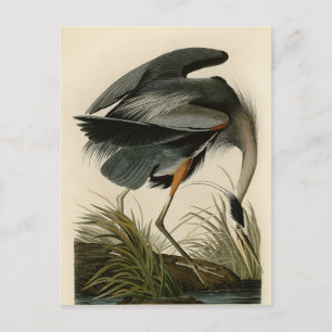 Audubon Great Blue Heron Marsh Bird Postkarte