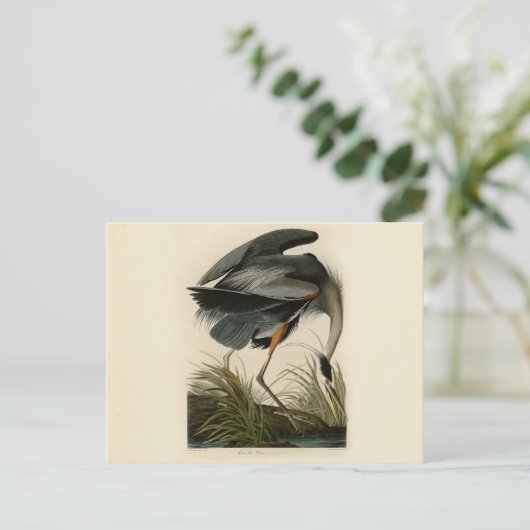 Audubon Great Blue Heron Marsh Bird Postkarte (Stehend Vorderseite)