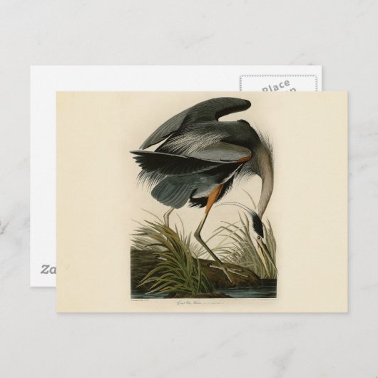 Audubon Great Blue Heron Marsh Bird Postkarte (Vorne/Hinten)