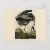 Audubon Great Blue Heron Marsh Bird Postkarte (Vorderseite)
