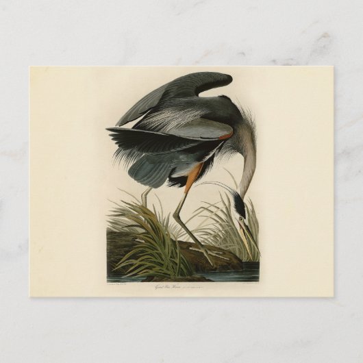 Audubon Great Blue Heron Marsh Bird Postkarte (Vorderseite)