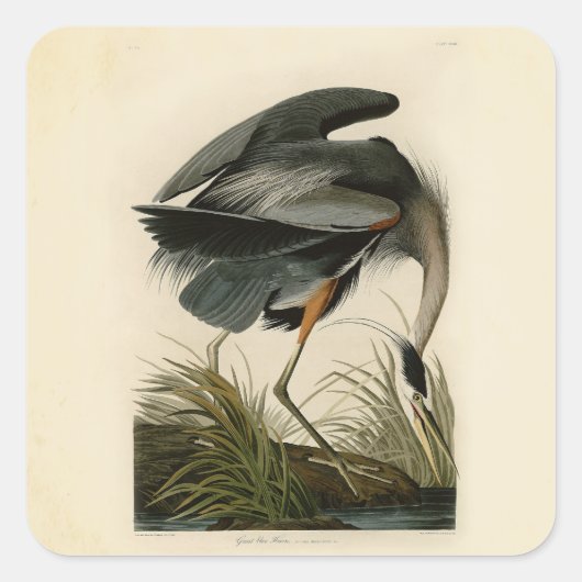 Audubon Great Blue Heron Marsh Bird Quadratischer Aufkleber (Vorderseite)