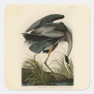 Audubon Great Blue Heron Marsh Bird Quadratischer Aufkleber
