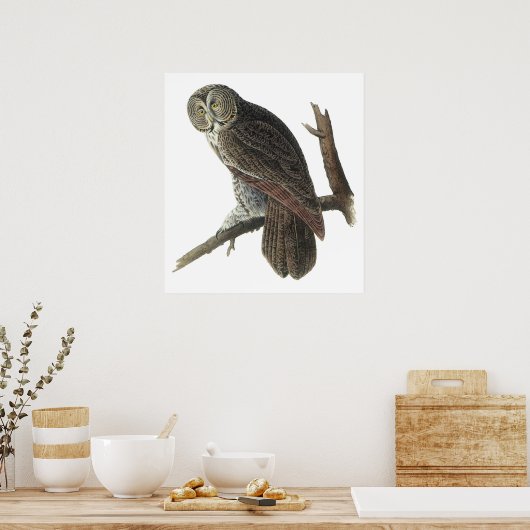 Audubon Great Grau Owl Poster oder Print (Küche)