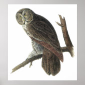 Audubon Great Grau Owl Poster oder Print (Vorne)