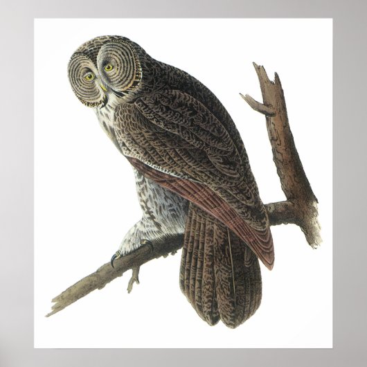 Audubon Great Grau Owl Poster oder Print (Vorne)