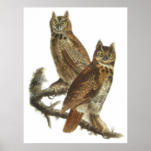 Audubon Great Horned Owls Poster oder Print