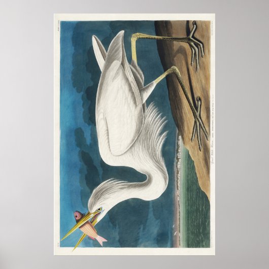 Audubon Great White Heron Poster (Vorne)
