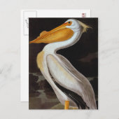 Audubon: Great White Pelican Postkarte (Vorne/Hinten)