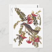 Audubon Grey Kingbird on Hummingbird Tree Postkarte (Vorne/Hinten)