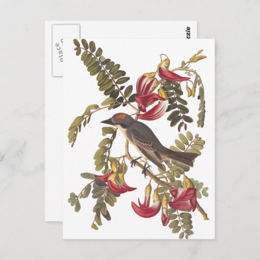Audubon Grey Kingbird on Hummingbird Tree Postkarte (Vorne/Hinten)