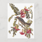Audubon Grey Kingbird on Hummingbird Tree Postkarte (Vorderseite)