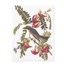 Audubon Grey Kingbird on Hummingbird Tree