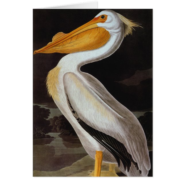 Audubon: Großer weißer Pelikan (Vorne)