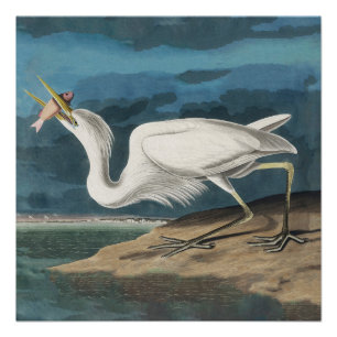 Audubon Großer Weißer Reiher: Vintage Küsten Vogel Poster