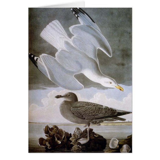 Audubon: Hering Gull (Vorne)