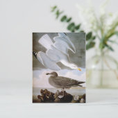 Audubon: Hering Gull Postkarte (Stehend Vorderseite)