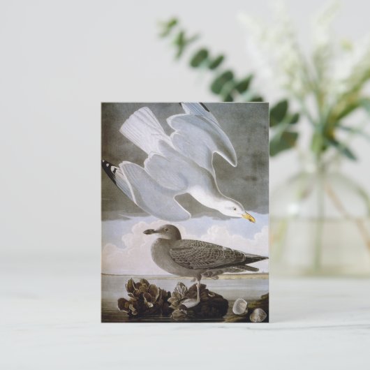 Audubon: Hering Gull Postkarte (Stehend Vorderseite)