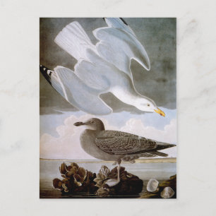 Audubon: Hering Gull Postkarte