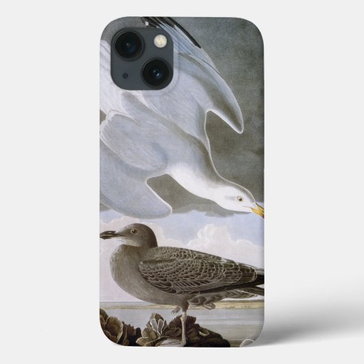 Audubon: Hering-Möve Case-Mate iPhone Hülle (Rückseite)
