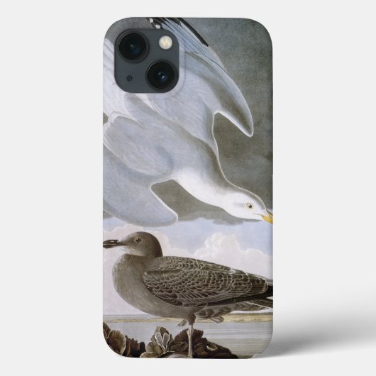 Audubon: Hering-Möve Case-Mate iPhone Hülle (Rückseite)