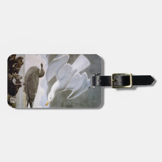 Audubon: Hering-Möve Gepäckanhänger (Vorderseite horizontal)